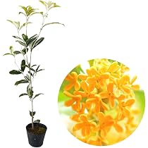Amazon｜二季咲ギンモクセイ 「スイートオリーブ」12cmポット 樹高約30